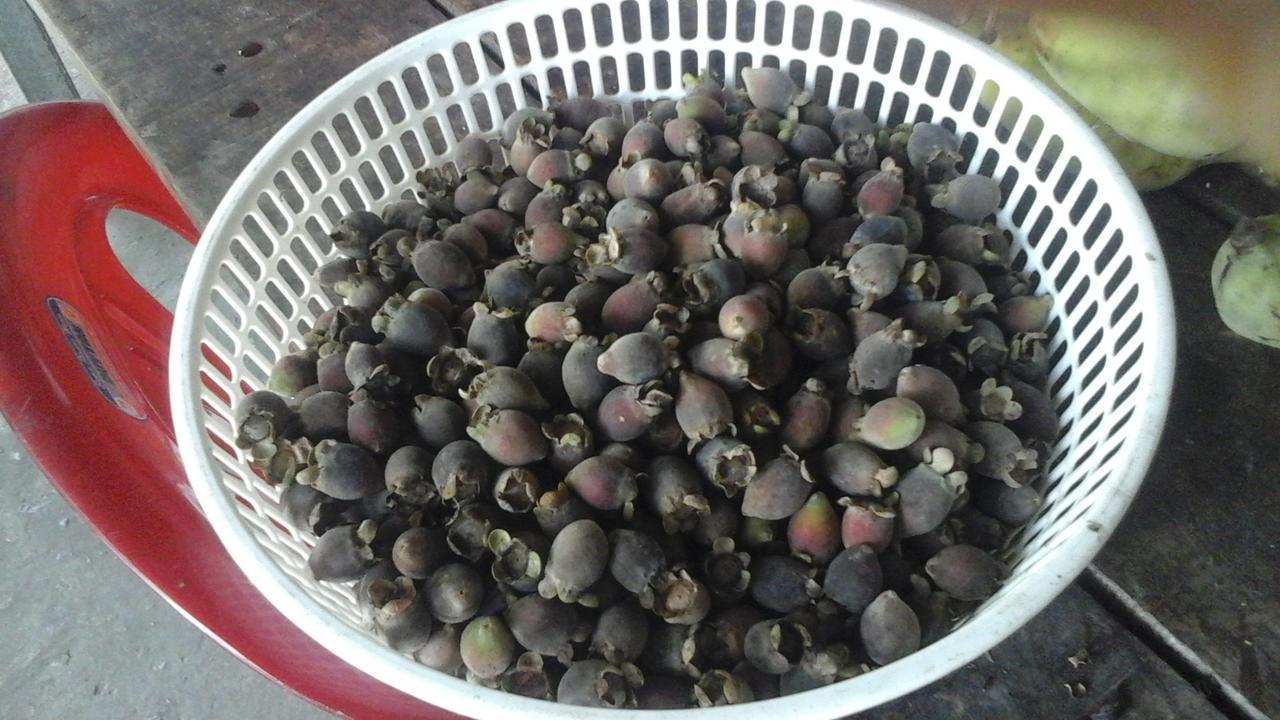 Pepper Farm Phu Quoc Hotel Екстериор снимка