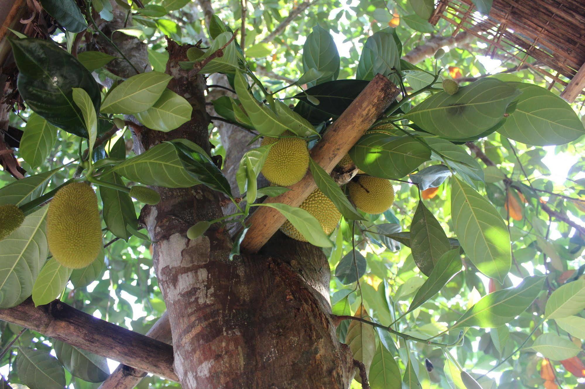 Pepper Farm Phu Quoc Hotel Екстериор снимка