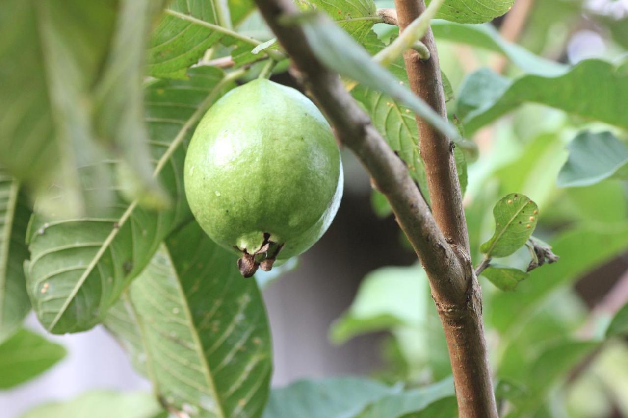 Pepper Farm Phu Quoc Hotel Екстериор снимка